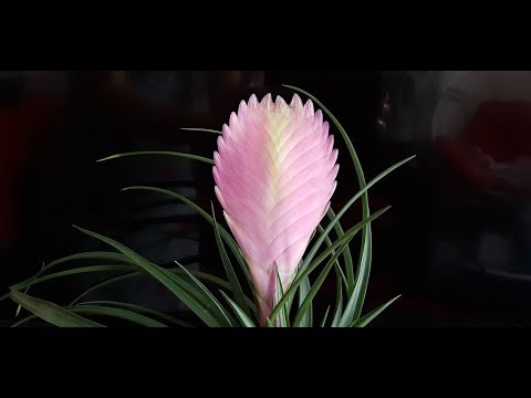 Video: Tillandsia 