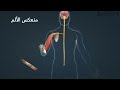 مسار الرسالة العصبية في الحركة الانعكاسية الحركة اللاارادية 