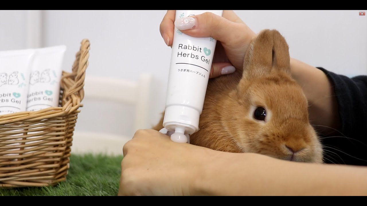 うさぎのソアホックや涙やけに使える ラビットハーブジェル Youtube うさぎのソアホックや涙やけに使える ラビットハーブジェル Youtube
