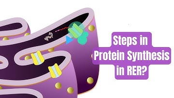Membrane and Secretory Proteins synthesize in Endoplasmic reticulum? Step wise explanation