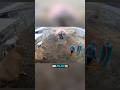 Estos Animales hicieron algo que dice mucho de cómo fueron tratados. #animales