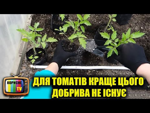 Для томатв краще цього добрива не сну! Внесть його при посадц розсади