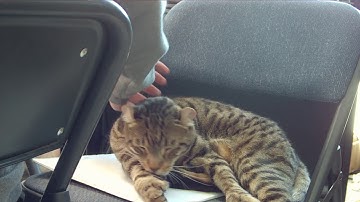 Thousands of glitches and nothing good yet @scanlime-in-progress