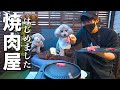 🐶【コント】犬と自宅で焼肉屋さんごっこしたら楽し過ぎたw【トイプードル】