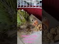 Indian Ringneck Baby Parrot Foraging for food 5 wks