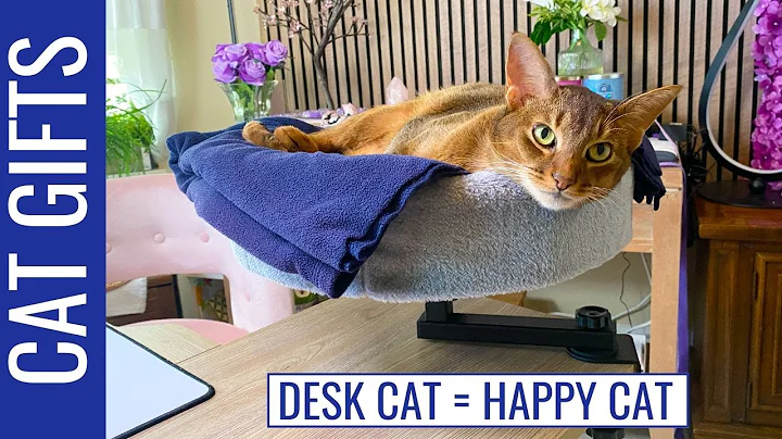 Watch the video about Abyssinian Cat Tests Luxury Cat Desk Bed (Worth It?)
