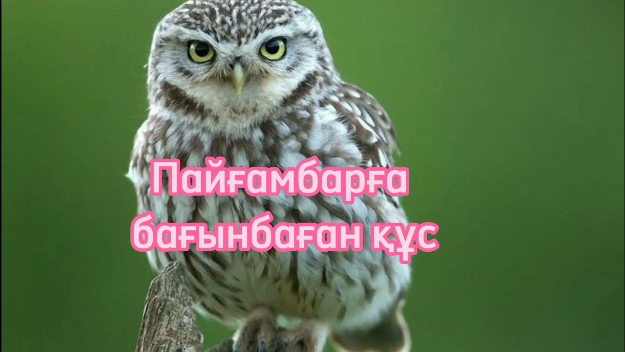 Порно әйелі трахается бөтен