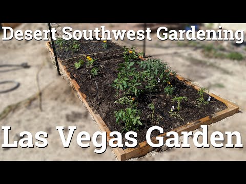Videó: Kertészkedés Las Vegasban – Mikor érdemes ültetni a Las Vegas Gardensben