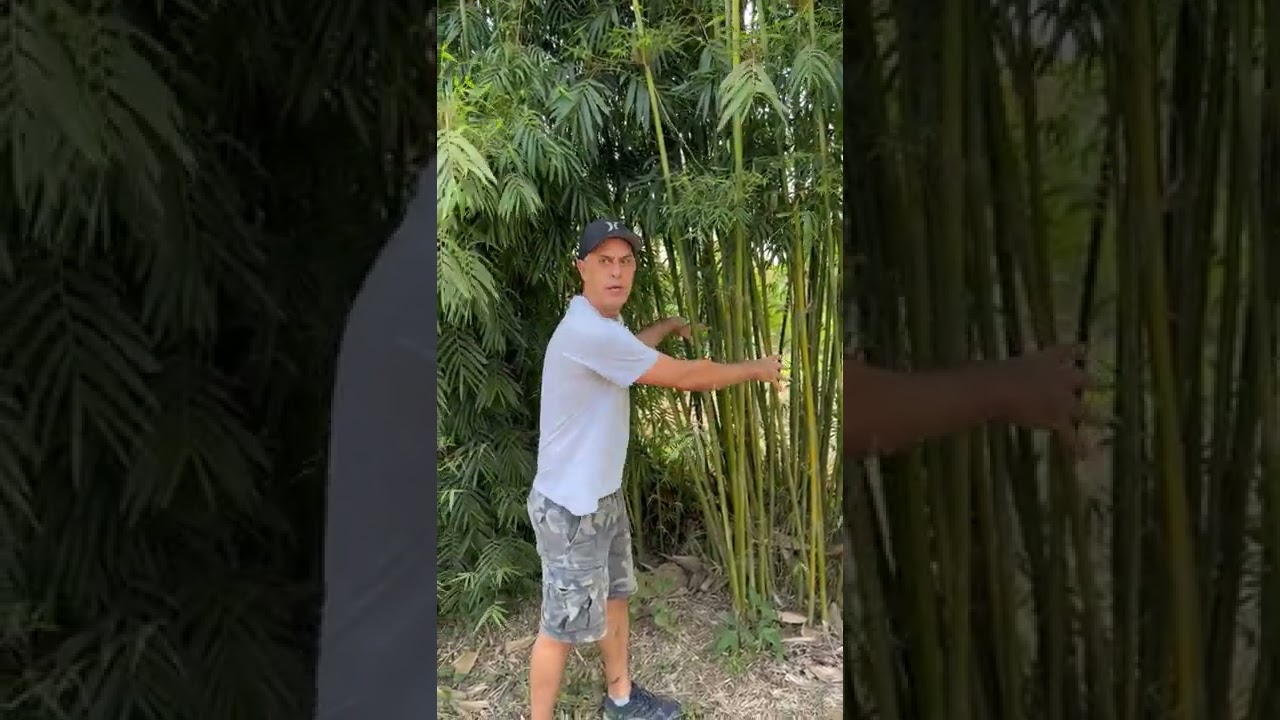 Bambusa textilis gracilis