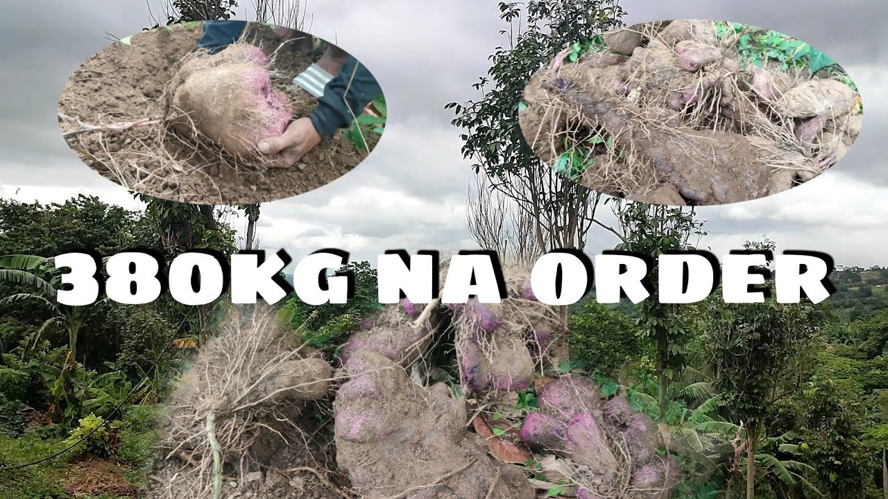 PAG-AANI NG AKING TANIM NA TATLONG KLASE NG UBE.