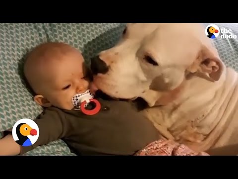 3-Legged Pit Bull With Cancer Loves His Human Siblings | The Dodo