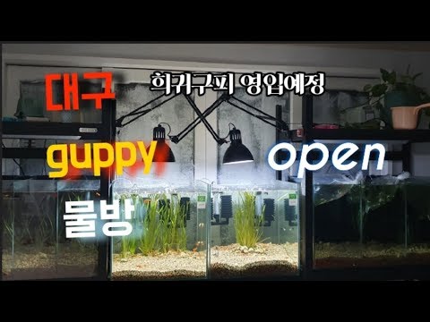 굽썰물방90프로 완성되었습니다!!두달걸렸네요guppy