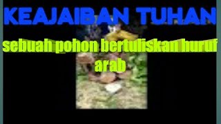 Keajaiban tuhan pohon bertuliskan huruf arab