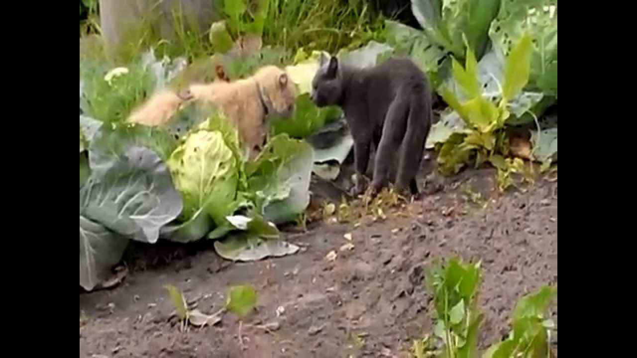 Спаринг. Битва Котов