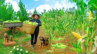 Download Lagu Harvest Homegrown Sweet Corn Goes To Market Sell, Make Fried Corn Cakes, Clear The Corn Garden. MP3 Download Lagu Harvest Homegrown Sweet Corn Goes To Market Sell, Make Fried Corn Cakes, Clear The Corn Garden. MP3
