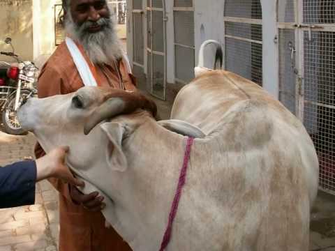 Some scenes from holy Dham Vrindavan.