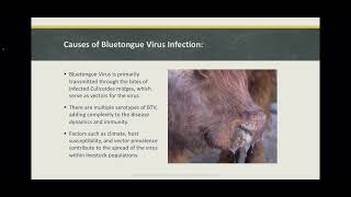 Bluetongue Virus in Sheep and Cattle by Rod Allrich 137 views 4 months ago 10 minutes, 26 seconds