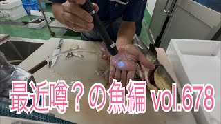 最近噂？の魚編 vol.678 - YouTube