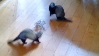 two ferrets playing by channel4ferrets 11,865 views 11 years ago 46 seconds