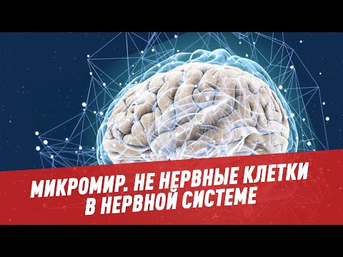 Не нервные клетки в нервной системе Микромир