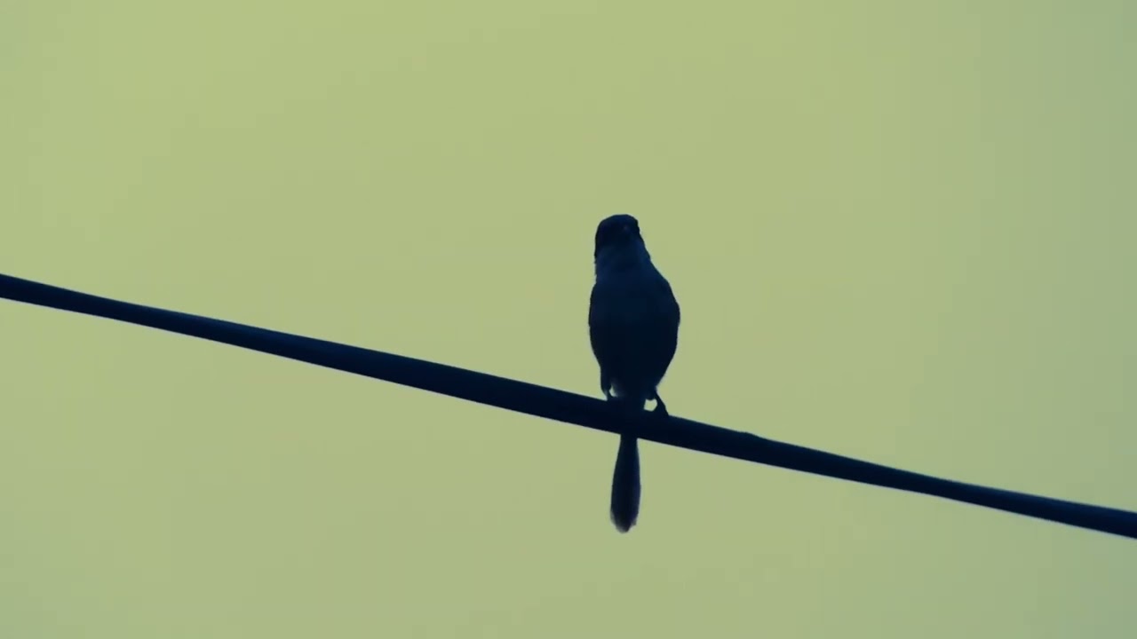 Ashy wren-warbler (Prinia socialis) - Ashy Prinia Video - Small Warblers - Cisticolidae