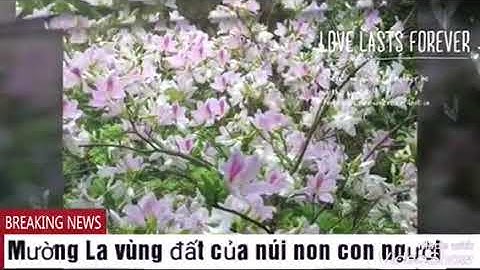 Mường la - ngọc chiến Quê tôi