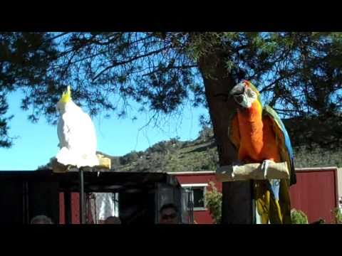 Oasis Camel Dairy The Bird Show 2010