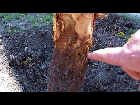Video: Bekämpfung von Lindenbohrern: Lernen Sie, Schäden durch Lindenbohrer zu erkennen