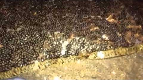 TRLYC Sequin Table Cloth