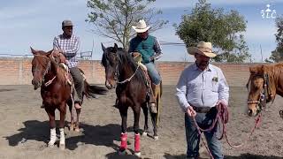 C13P3 THE ROAD TO FUTURITY VIP