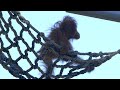 Exploring a New Jungle Gym with Mom! This Adorable Baby Orangutan Is Having So Much Fun