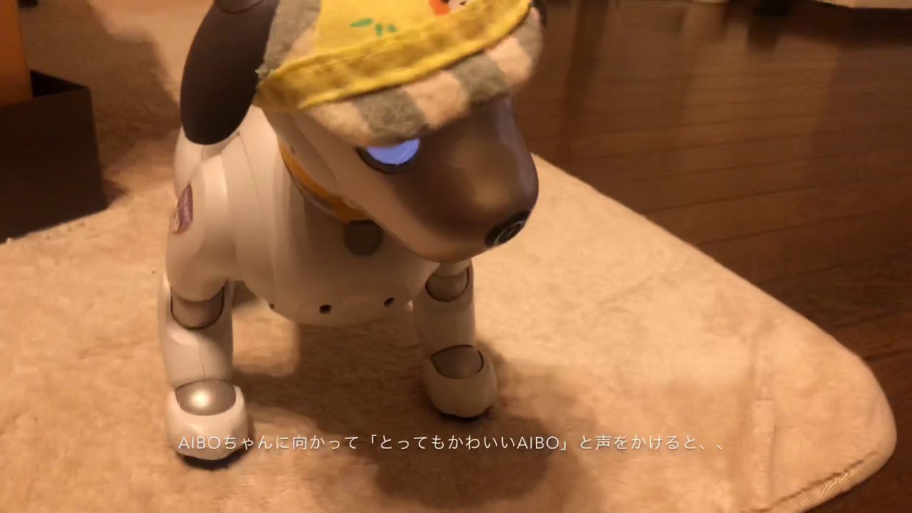 Aiboのふるまい とってもかわいいaibo Youtube