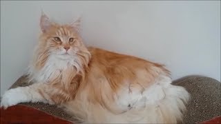 Living with a Maine Coon cat