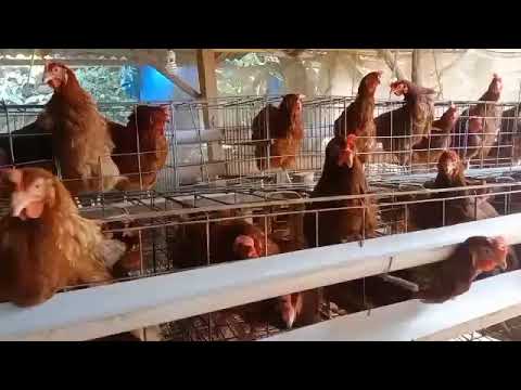 musik relaksasing suara ayam bertelur. ,  memancing ayam agar cepat bertelur