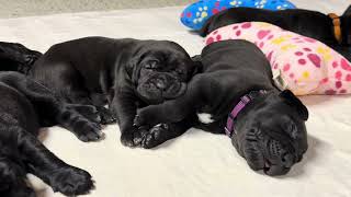 Sleeping CANE CORSO puppies 10 minutes to relax your eyes and brain. #canecorso #dogtraining #dog