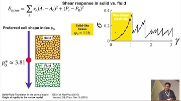 MECHANISTIC INSIGHTS INTO THE FLUIDITY AND RHEOLOGICAL BEHAVIOR OF EPITHELIAL TISSUES
