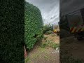 Pulling Down the Wall Ivy || ViralHog