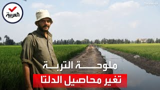 ملوحة التربة تغير أنواع المحاصيل الزراعية في دلتا مصر