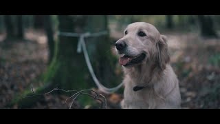 [STOP À L'ABANDON]  Campagne 2019 d' Au Coeur Des Refuges