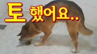 먹은거 다 토하고 기운 없는 아픈 진돗개강아지|강아지 구토|중형견강아지 아플때 증상|사료 안맞을때