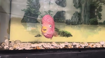 GB ( golden base ). La hán GB là gì, như thế nào là GB và như thế nào là Kamfa GB?