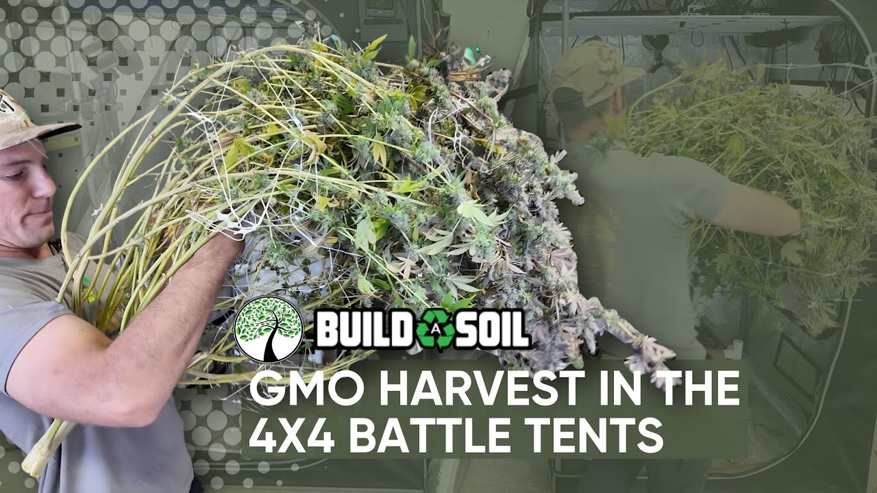 BuildASoil: GMO Harvest in the 4x4 Battle Tents