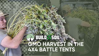 BuildASoil: GMO Harvest in the 4x4 Battle Tents