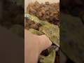 当然のように指を食べるヒキガエル アズマヒキガエル ヒキガエル Toad 当然のように指を食べるヒキガエル アズマヒキガエル ヒキガエル Toad