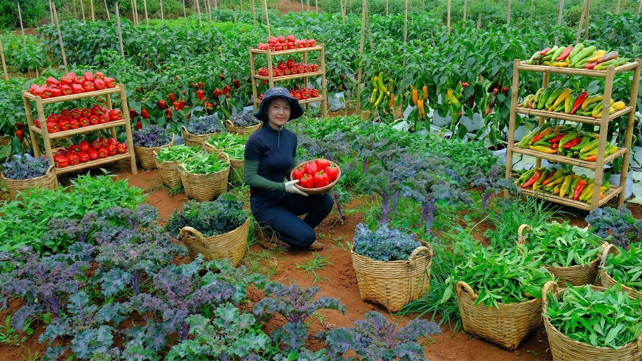 Relax With Harvest: Bell Peppers, Chocolate Peppers, Wild Vietnamese Balm, Purple Kale, Mugwort,Okra