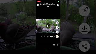 #shorts #birdfy #netvue #review Netvue Birdfy Camera Review