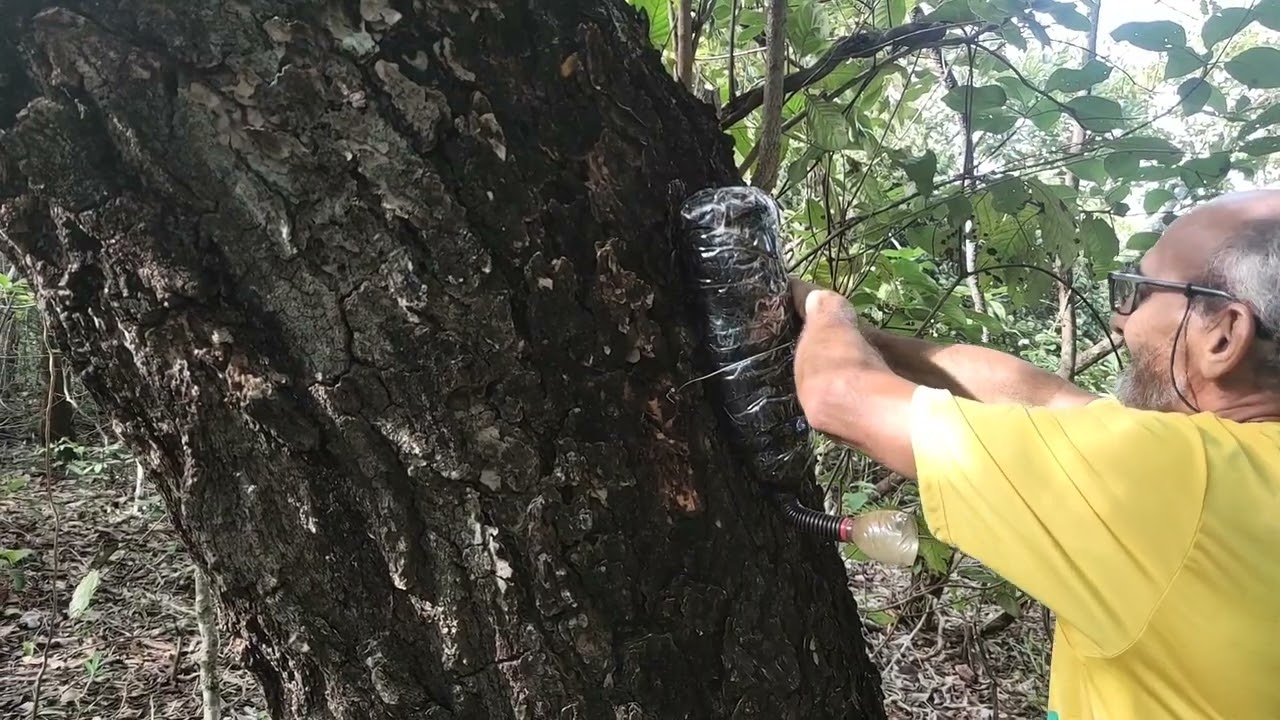 Armando iscas em outra cidade, com várias colônias naturais 🐝