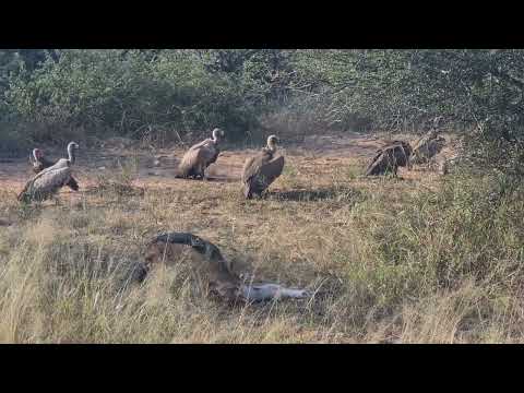 Black-backed jackal eating a zebra leg in the Klaserie Private Nature Reserve