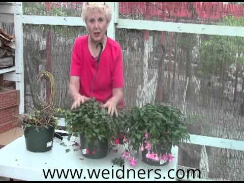Video: Fuchsia (53 Bilder): Hva Er Denne Planten? Fuchsia Primer. Hva Skal Jeg Gjøre Med Det Til Høsten? Vokser I Potte Og Sovende Periode. Busk Og Andre Typer. Hvorfor Blomstrer Den Ikke