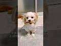 そあちんに怒られました。おやつでお掃除しただけなのに。#犬 #潔癖症な犬 #言葉が分かる犬 #マルプー #面白い犬 #犬のいる暮らし
